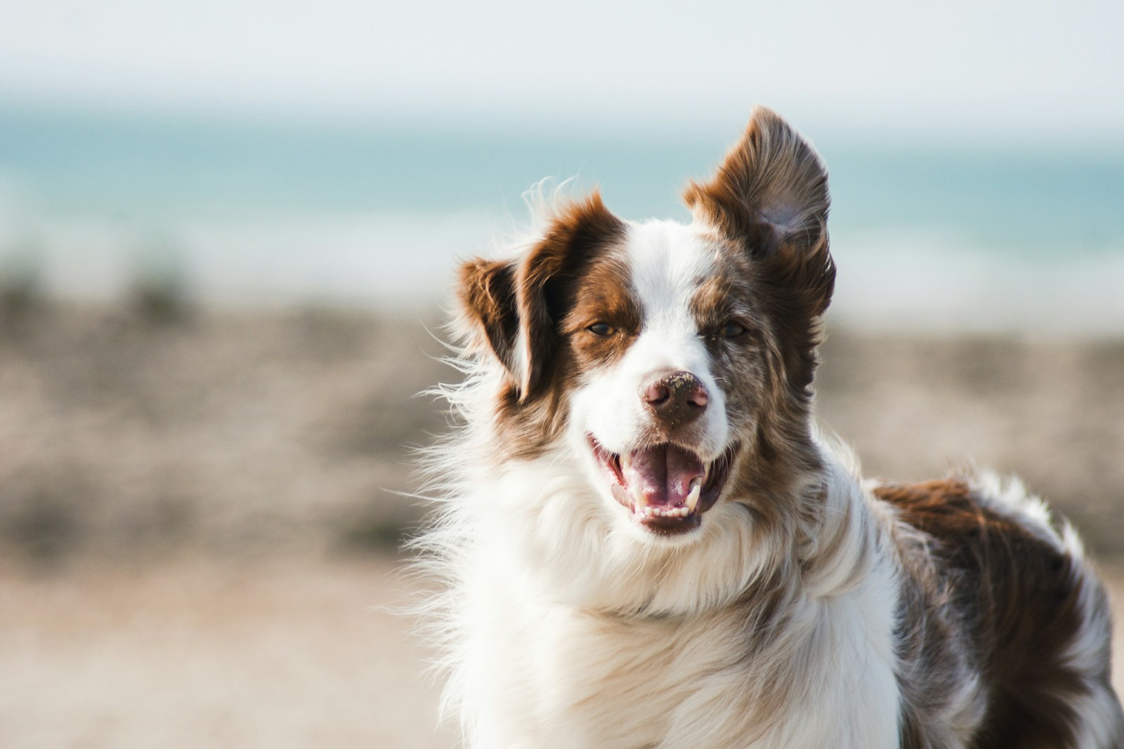 Pet Adoption